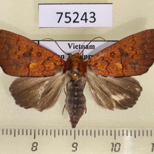 Noctuidae Rusicada leucolopha f Vietnam