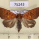 75243p Noctuidae Rusicada leucolopha f Vietnam $7
