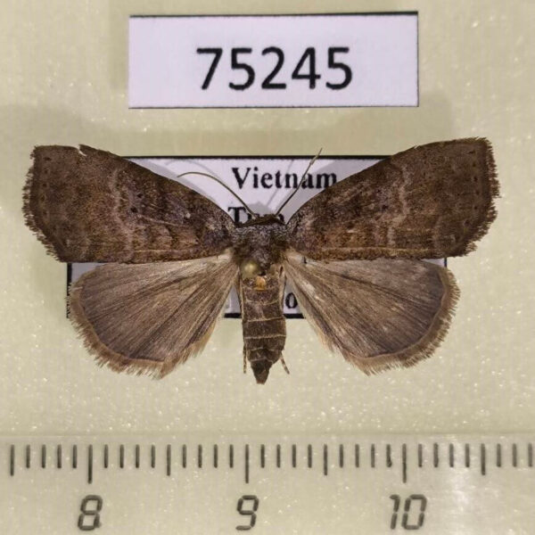 Noctuidae sp. f Vietnam