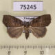 75245p Noctuidae sp. f Vietnam $8