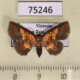 75246p Noctuidae Cerynea igniaria Vietnam $8