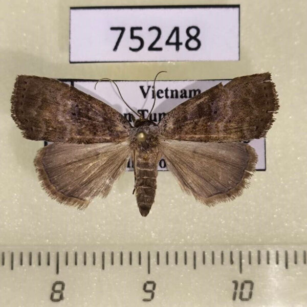 Noctuidae sp. Vietnam
