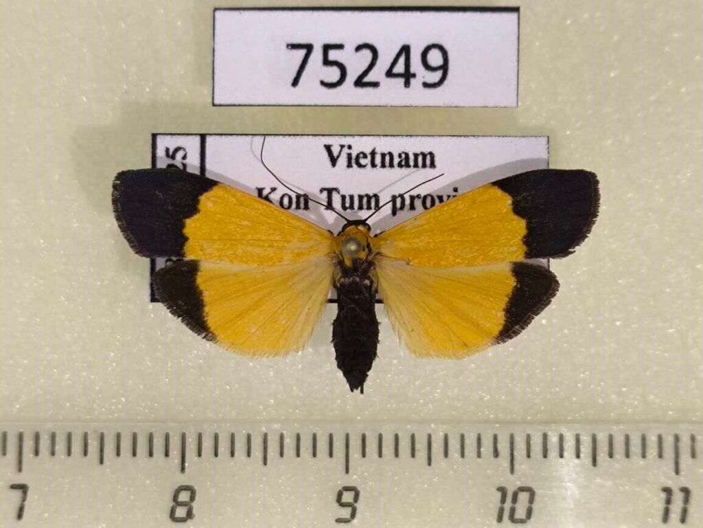 Captain Insect Arctiidae Pseudoscaptia rotschildi Vietnam - Fareastinsects