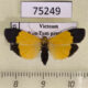75249p Arctiidae Pseudoscaptia rotschildi Vietnam $12