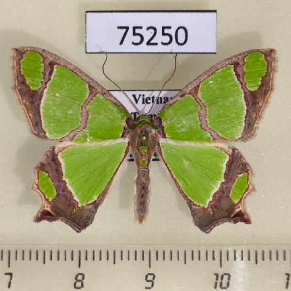 Geometridae Agathia carissima Vietnam