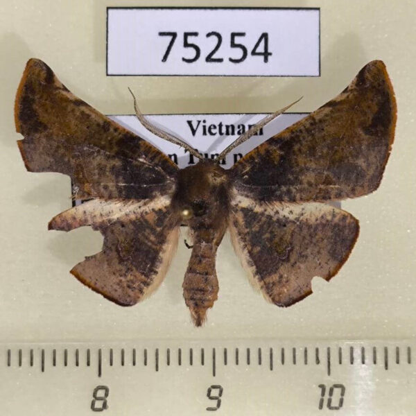 Geometridae Garaeus sp. Vietnam