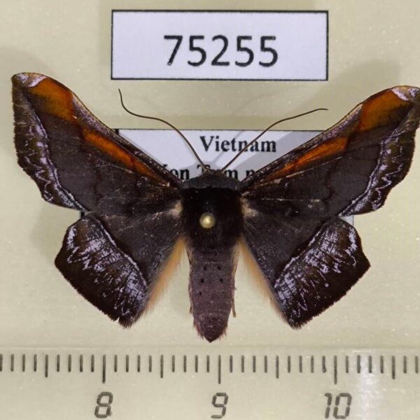 Geometridae Fascellina porphyreofusa Vietnam