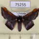 75255p Geometridae Fascellina porphyreofusa Vietnam $9