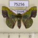 75256p Geometridae Fascellina plagiata Vietnam $7