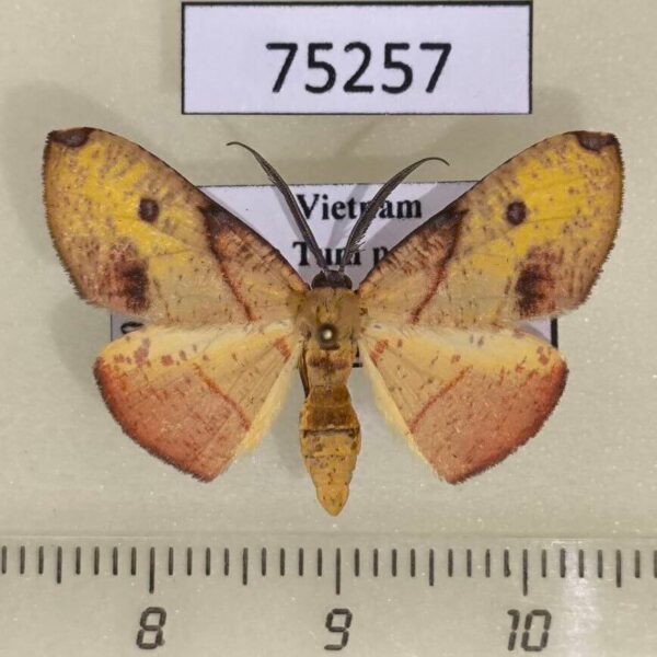 Geometridae Hypochrosis flavifusata Vietnam