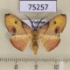 75257p Geometridae Hypochrosis flavifusata Vietnam $8