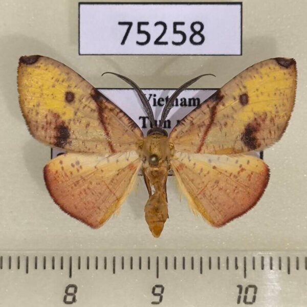 Geometridae Hypochrosis flavifusata Vietnam