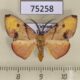 75258p Geometridae Hypochrosis flavifusata Vietnam $8