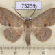 75259p Noctuidae Ugia sundana Vietnam $7