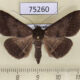 75260p Noctuidae Hypospila bolinoides f Vietnam $8