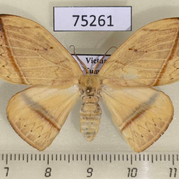 Drepanidae Callidrepana pulcherrima f Vietnam