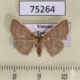75264p Noctuidae Arasada kanshireiensis f Vietnam $10