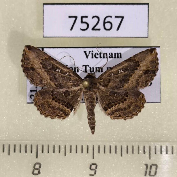 Noctuidae Rhesala sp. Vietnam