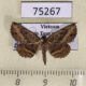 75267p Noctuidae Rhesala sp. Vietnam $12