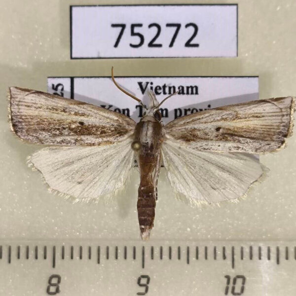 Crambidae Calamotropha punctivenellus Vietnam