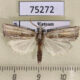 75272p Crambidae Calamotropha punctivenellus Vietnam $5