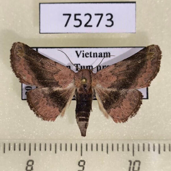 Noctuidae sp. Vietnam