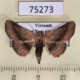 75273p Noctuidae sp. Vietnam $15