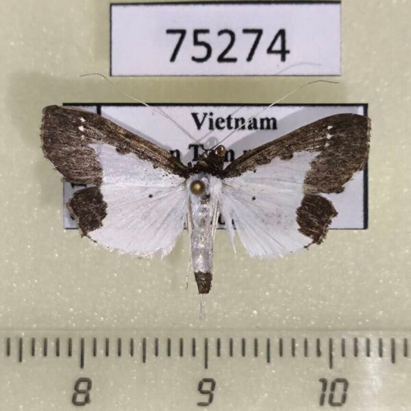 Crambidae Caprinia felderi Vietnam