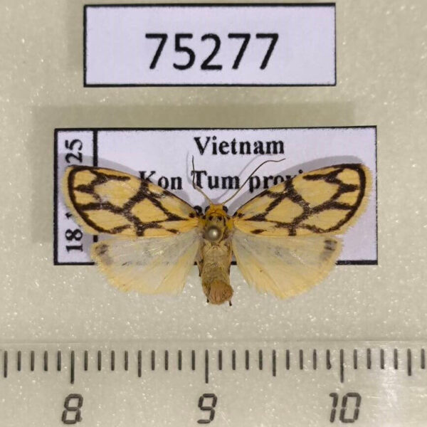 Arctiidae Miltochrista conjunctana f Vietnam