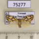 75277p Arctiidae Miltochrista conjunctana f Vietnam $12