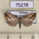 75278p Noctuidae Etanna sp. Vietnam $12