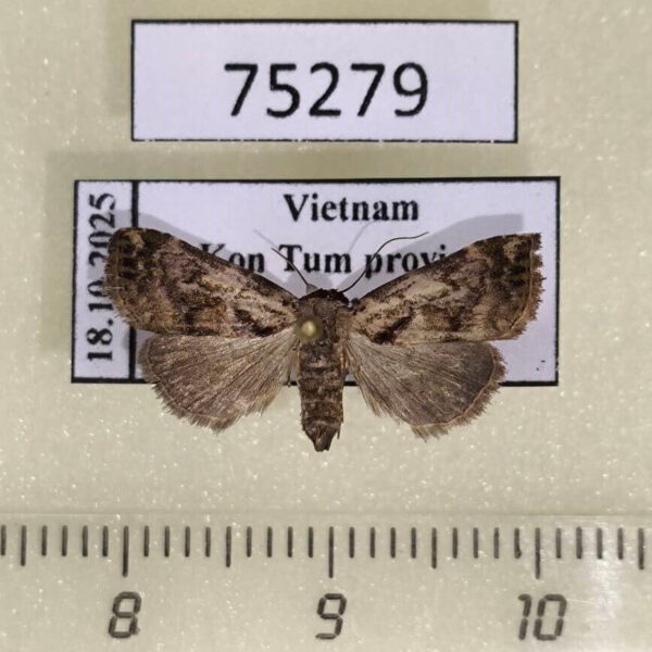 Noctuidae sp. Vietnam