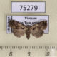 75279p Noctuidae sp. Vietnam $8
