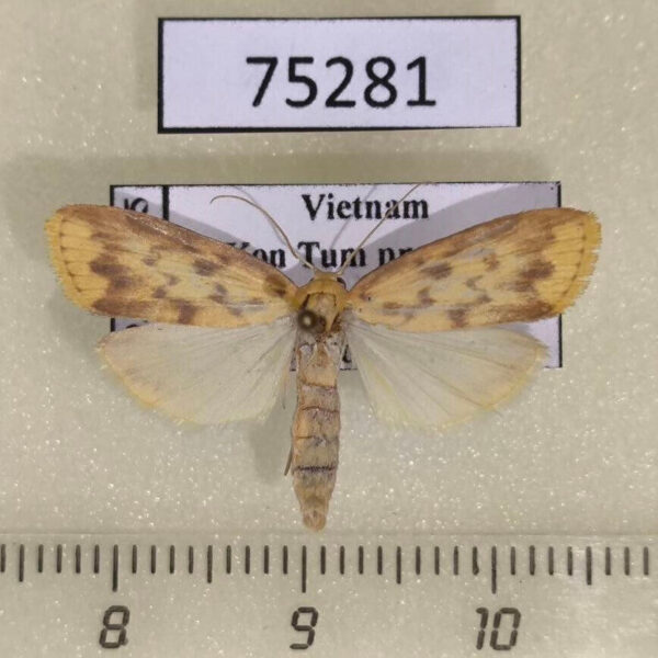 Arctiidae Barsaurea phaeoxanthia Vietnam