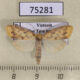 75281p Arctiidae Barsaurea phaeoxanthia Vietnam $10