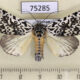 75285p Noctuidae Trichosea champa Vietnam $9
