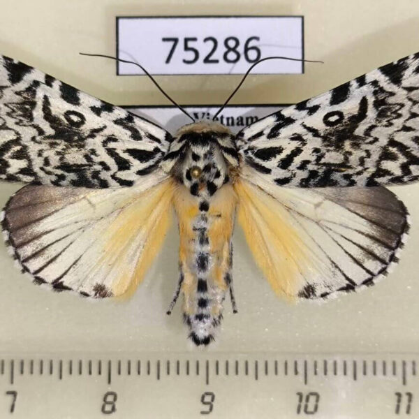 Noctuidae Trichosea champa Vietnam