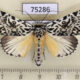 75286p Noctuidae Trichosea champa Vietnam $10