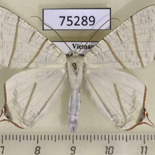 Geometridae Ourapteryx picticaudata Vietnam