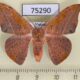 75290p Drepanidae Oreta extensa Vietnam $8