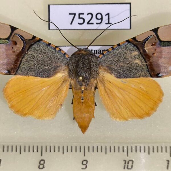Noctuidae Ramadasa pavo f Vietnam