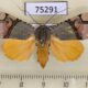 75291p Noctuidae Ramadasa pavo f Vietnam $12