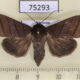 75293p Noctuidae Asta subnigra f Vietnam $10