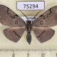 75294p Geometridae Hypochrosis sternaria f Vietnam $8