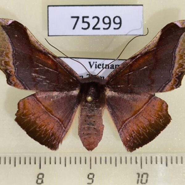 Geometridae Fascellina porphyreofusa f Vietnam