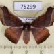 75299p Geometridae Fascellina porphyreofusa f Vietnam $9