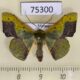 75300p Geometridae Fascellina plagiata Vietnam $7
