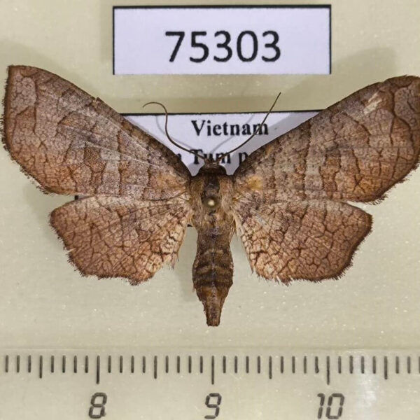 Thyrididae Mellea moorei Vietnam