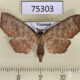 75303p Thyrididae Mellea moorei Vietnam $7