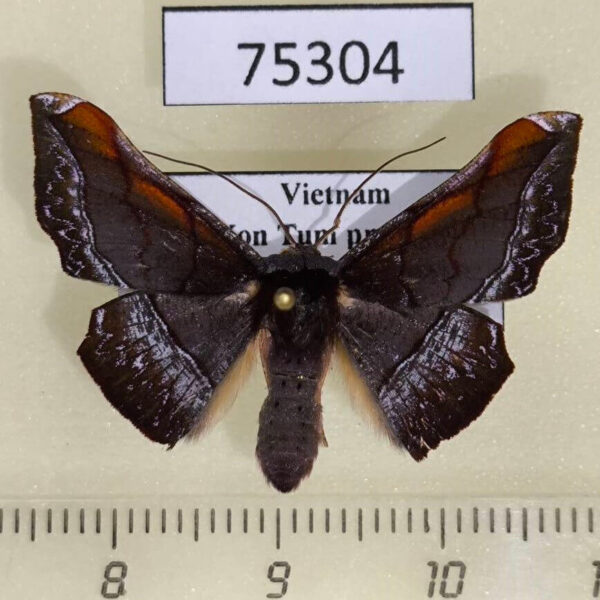 Geometridae Fascellina porphyreofusa Vietnam